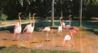 Zoo_Flamingos.jpg (28865 bytes)