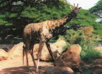 Zoo_Giraffe.jpg (41847 bytes)