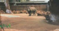 Zoo_Rhino.jpg (17901 bytes)