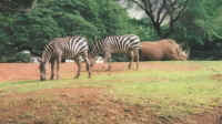 Zoo_Zebra_Rhino.jpg (27001 bytes)